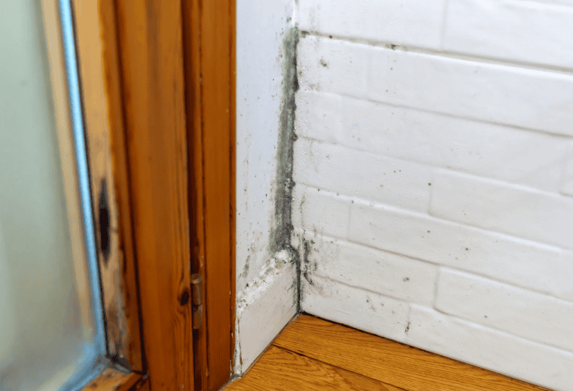 Control Excess Moisture and Prevent Mold